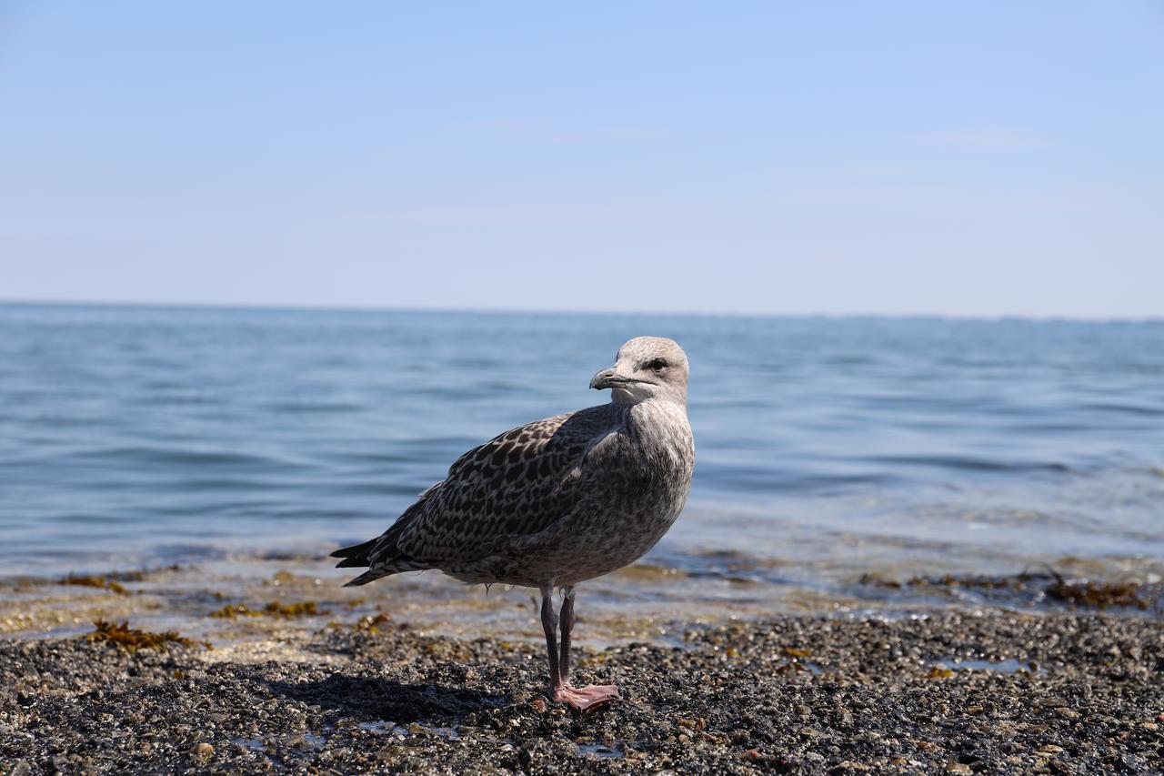 Ferienunterkunft Auf Sylt Westerland Dış mekan fotoğraf